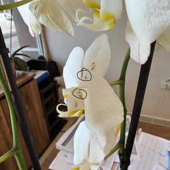 Kusurlu Orkide Değişiminde Kötü Hizmet Ve İade Talebim