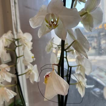 Kusurlu Orkide Değişiminde Kötü Hizmet Ve İade Talebim