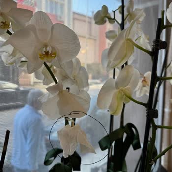 Kusurlu Orkide Değişiminde Kötü Hizmet Ve İade Talebim