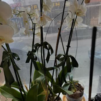 Kusurlu Orkide Değişiminde Kötü Hizmet Ve İade Talebim