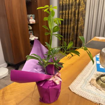 Öğretmenler Günü Siparişim Zamanında Ve Doğru Teslim Edilmedi, Müşteri Hizmetleri Yanıt Vermedi