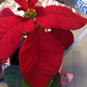 Köksüz Ve Solmuş Çiçek Gönderildi, İade Talebim Reddedildi