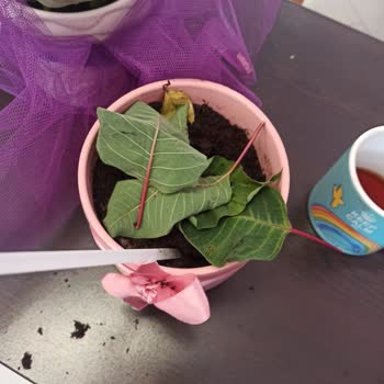 Köksüz Ve Solmuş Çiçek Gönderildi, İade Talebim Reddedildi