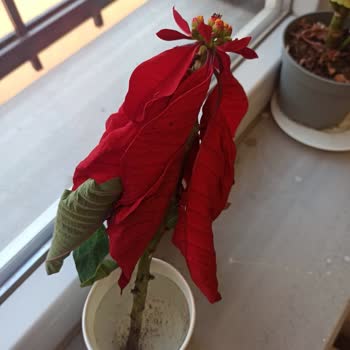 Köksüz Ve Solmuş Çiçek Gönderildi, İade Talebim Reddedildi