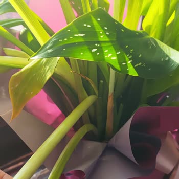 Siparişimdeki Çiçek Görselden Farklı Ve Solmuş Şekilde Teslim Edildi