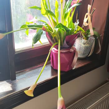 Siparişimdeki Çiçek Görselden Farklı Ve Solmuş Şekilde Teslim Edildi