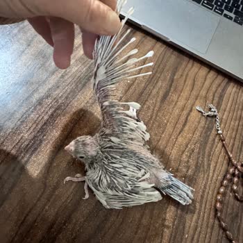 Satın Aldığım Papağanların Tüy Hastalığı Ve Satıcının Sorumluluk Almaması