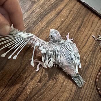 Satın Aldığım Papağanların Tüy Hastalığı Ve Satıcının Sorumluluk Almaması