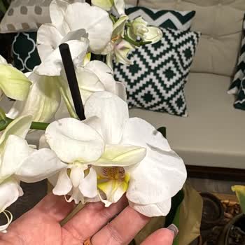 Geç Ve Eksik Teslimat, Yetersiz Müşteri Hizmeti: Çiçek Sepeti'nden Hayal Kırıklığı