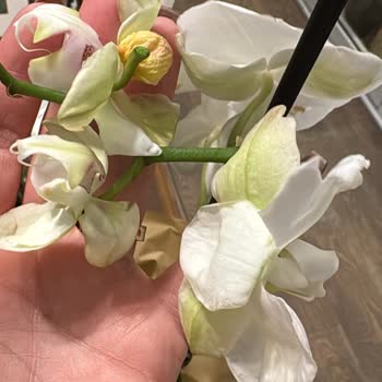 Geç Ve Eksik Teslimat, Yetersiz Müşteri Hizmeti: Çiçek Sepeti'nden Hayal Kırıklığı