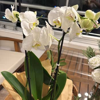 Geç Ve Eksik Teslimat, Yetersiz Müşteri Hizmeti: Çiçek Sepeti'nden Hayal Kırıklığı