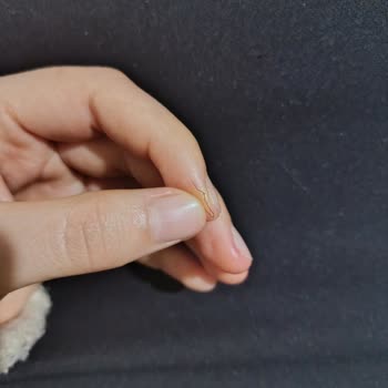 Dreamies Ödül Mamasından Kıl Çıktı