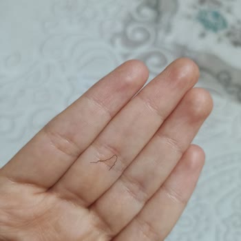 Dreamies Ödül Mamasından Kıl Çıktı