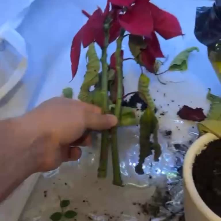 Öğretmenler Günü Çiçeği Geç Ve Eksik Teslim Edildi Mağdur Oldum