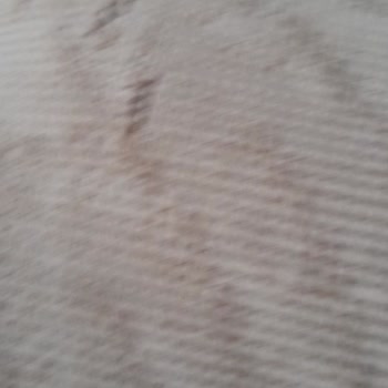 Ertem Halı Yıkama (Beylikdüzü) Halımı Yırtıp Getirdi