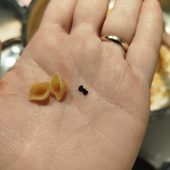 Pastavilla Makarnada Yabancı Cisim Çıkması Ve Güven Kaybı