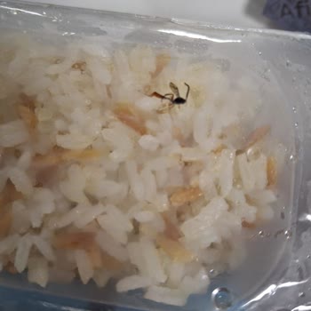 Siparişimde Sinek Çıktı, Yetersiz İade Ve Hijyen Sorunu Yaşadım