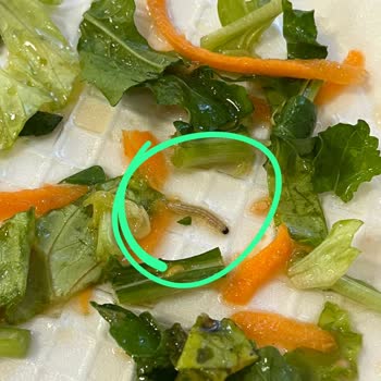 KYK Yurdunda Yemeklerde Tekrar Eden Hijyen Sorunu Ve Kurt Çıkması Endişesi