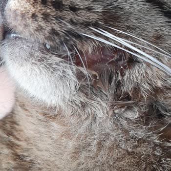 Veteriner Fakültesinde Şeffaf Olmayan Tedavi Ve İlgisiz Yaklaşım Mağduriyeti