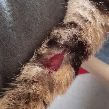 Veteriner Fakültesinde Şeffaf Olmayan Tedavi Ve İlgisiz Yaklaşım Mağduriyeti