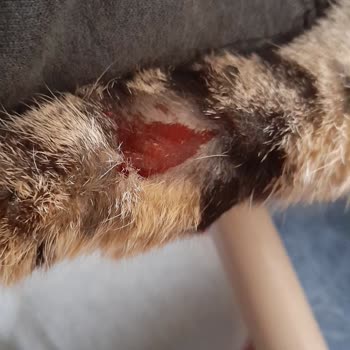 Veteriner Fakültesinde Şeffaf Olmayan Tedavi Ve İlgisiz Yaklaşım Mağduriyeti