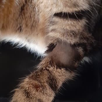 Veteriner Fakültesinde Şeffaf Olmayan Tedavi Ve İlgisiz Yaklaşım Mağduriyeti