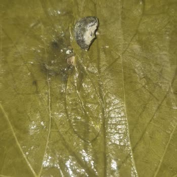 Sipariş Ettiğim Salamura Yaprakta Hijyen Sorunu Ve Kuş Dışkısı İle Karşılaştım