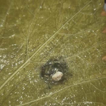 Sipariş Ettiğim Salamura Yaprakta Hijyen Sorunu Ve Kuş Dışkısı İle Karşılaştım