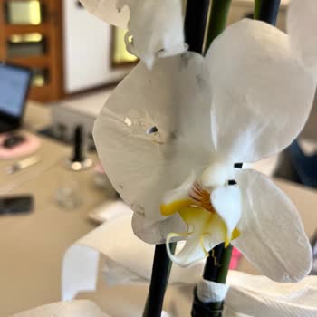 Gönderilen Çiçek Solmuş Ve Özensizdi, Müşteri Hizmetlerine Ulaşılamıyor