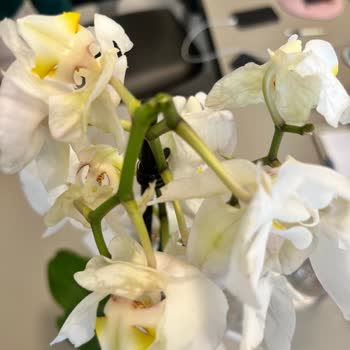 Gönderilen Çiçek Solmuş Ve Özensizdi, Müşteri Hizmetlerine Ulaşılamıyor