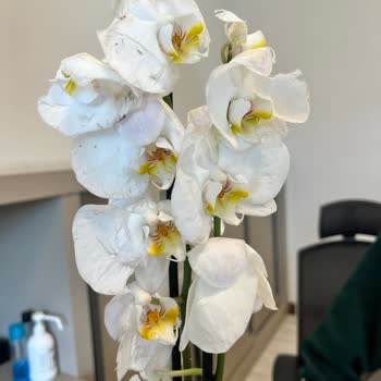 Gönderilen Çiçek Solmuş Ve Özensizdi, Müşteri Hizmetlerine Ulaşılamıyor