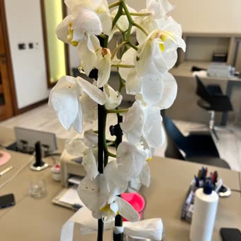 Gönderilen Çiçek Solmuş Ve Özensizdi, Müşteri Hizmetlerine Ulaşılamıyor