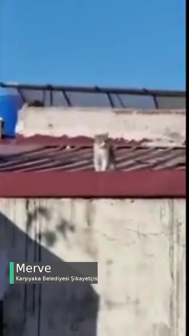 Karşıyaka Belediyesi Çatıda Mahsur Kalan Kediyi Kurtarmıyor videonun kapak resmi