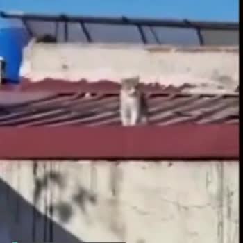 Karşıyaka Belediyesi Çatıda Mahsur Kalan Kediyi Kurtarmıyor