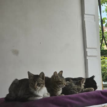 Yenimahallede Kedi Evi Desteği Neden Kesildi Sokak Hayvanları Zor Durumda