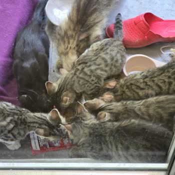 Yenimahallede Kedi Evi Desteği Neden Kesildi Sokak Hayvanları Zor Durumda