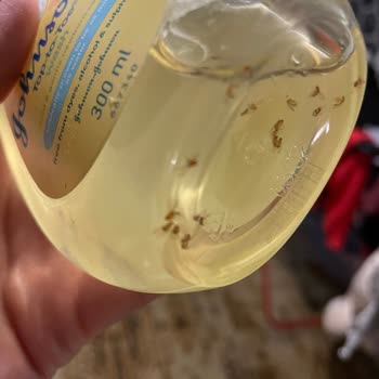 Johnsons Baby Мошки В Детском Шампуне!