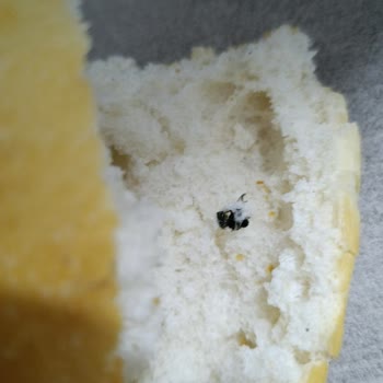 Şok Marketler Aldığım Ekmekten Pişmiş Sinek Çıktı: Hijyen Skandalı!