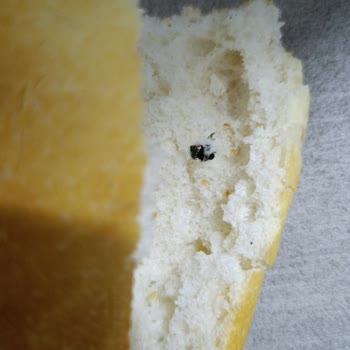 Şok Marketler Aldığım Ekmekten Pişmiş Sinek Çıktı: Hijyen Skandalı!