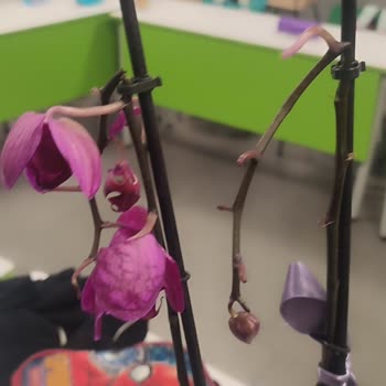 Solmuş Ve Kırık Orkide Hediyesi, Yetersiz Müşteri Hizmetiyle Mağduriyet