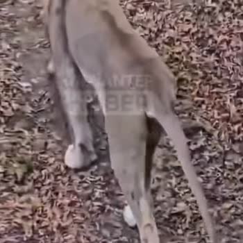 Gaziantep Hayvanat Bahçesi Bakımsız