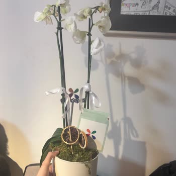 Hasarlı Çiçek Ve İlgisiz Müşteri Hizmetleri Mağduriyeti