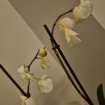 Hediye Çiçekler Solmuş Ve Görselle Uyuşmuyor