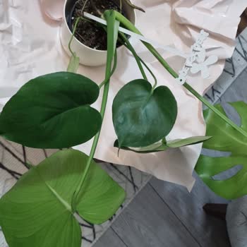 Hediye Çiçekler Solmuş Ve Görselle Uyuşmuyor