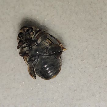 Hijyen Sorunu Ve Böcekli Ürünle Hayal Kırıklığı