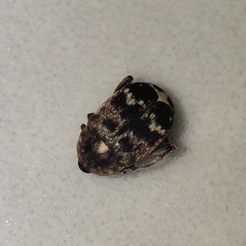 Hijyen Sorunu Ve Böcekli Ürünle Hayal Kırıklığı