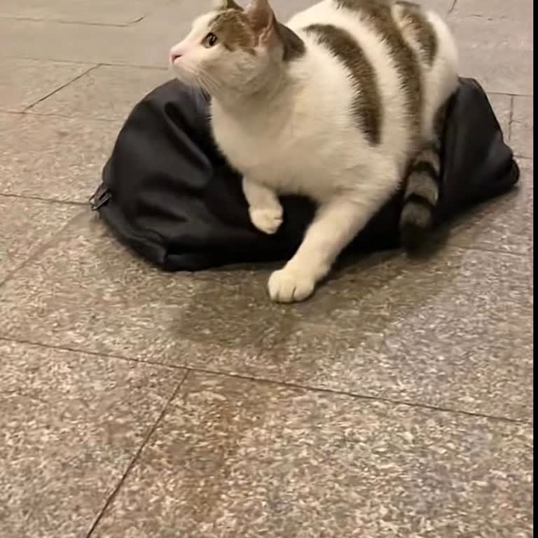 Kanyon Kedisine Yapılan Haksızlık Ve Yatak Sorunu