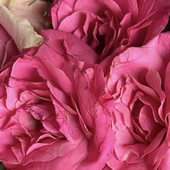 Siparişim Geç Ve Eksik Teslim Edildi, Müşteri Hizmetlerine Ulaşamıyorum