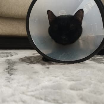 Petra Veteriner Kliniği Kısırlaştırma Sonrası Kedime Kirli Ve Kullanılmış Maske Takıldı