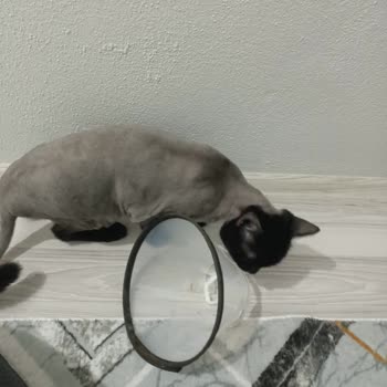 Petra Veteriner Kliniği Kısırlaştırma Sonrası Kedime Kirli Ve Kullanılmış Maske Takıldı